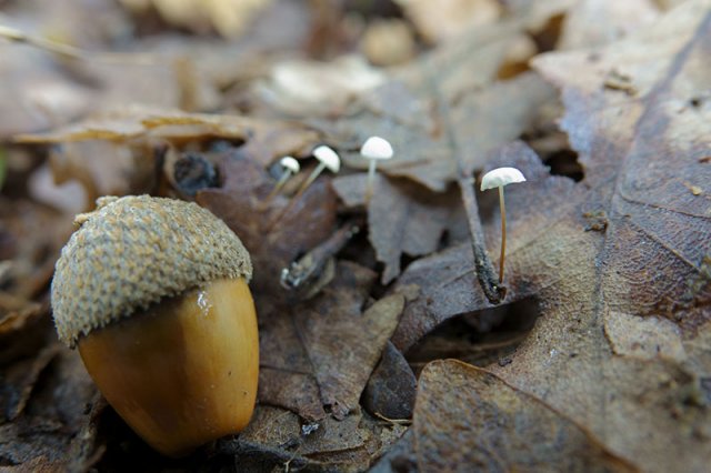 Marasmius epiphylloides